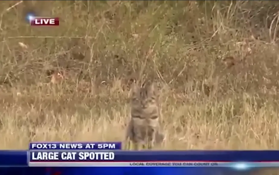 Live FOX news healine "Large cat spotted", Image shows a regular house cat.